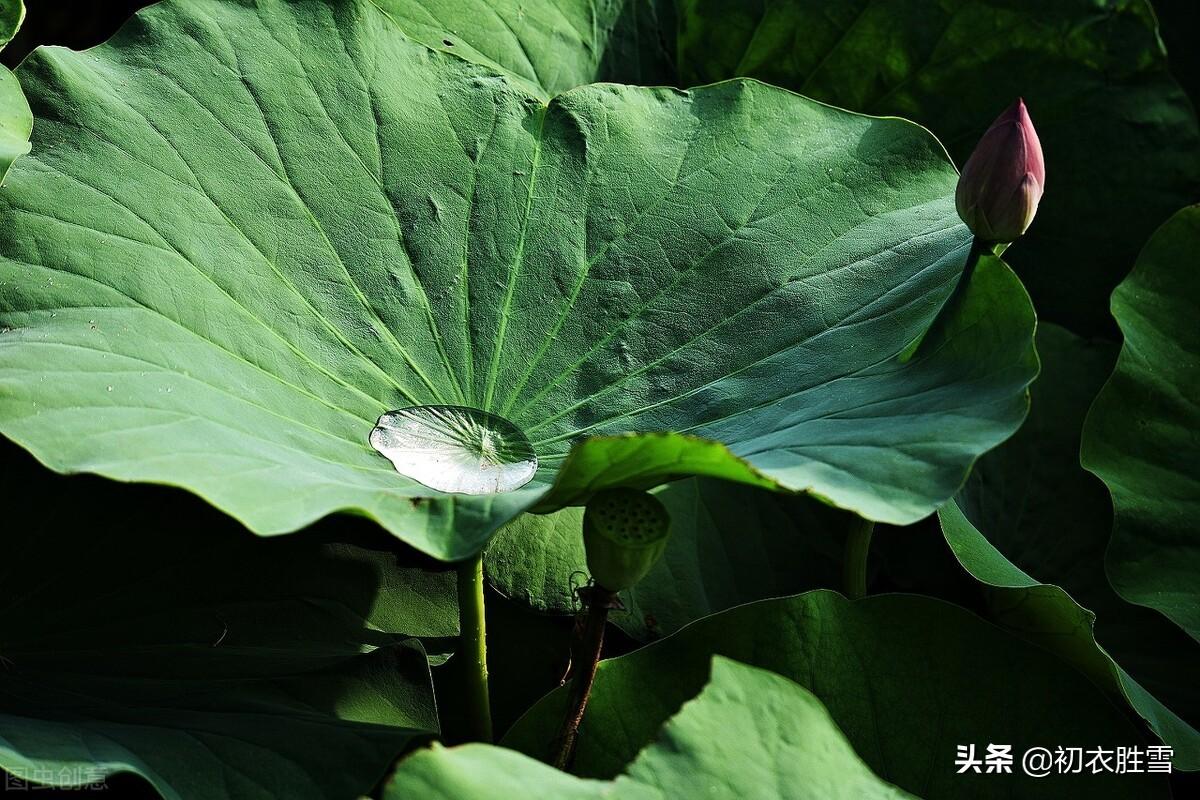 早秋唯美荷露四首古诗赏析（秋荷一滴露，荡漾圆复碎）