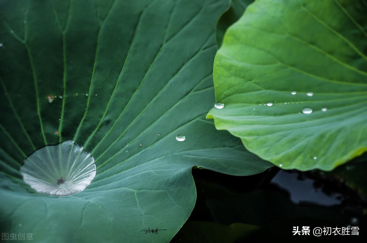 早秋唯美荷露四首古诗赏析（秋荷一滴露，荡漾圆复碎）