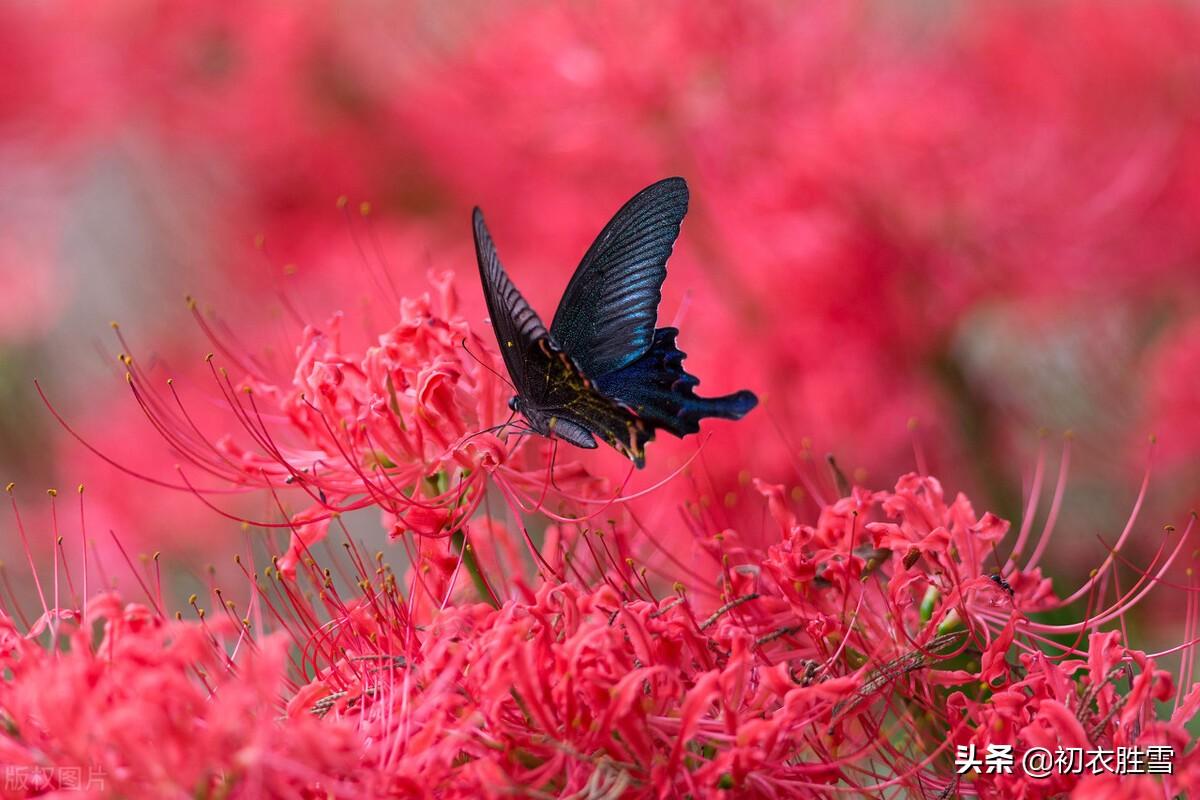 满地红心草，凄美彼岸花（秋草红花三首古诗）