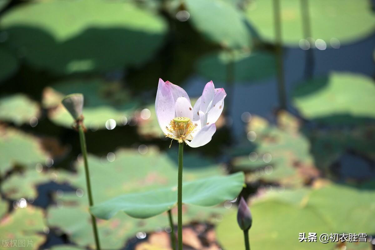 早秋秋荷优美古诗五首鉴赏（水国风露凉，徘徊九秋晚）