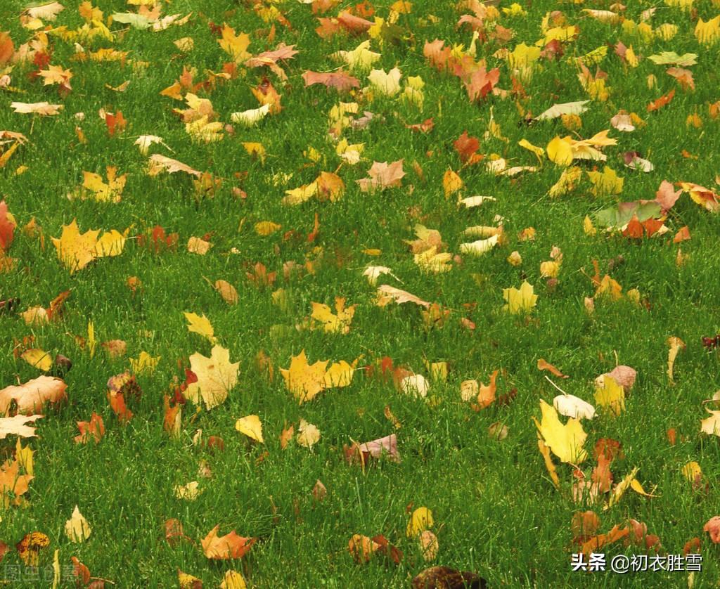 早秋秋草诗词五首赏读（莫为登临动惆怅，每缘萧瑟蕴青葱）