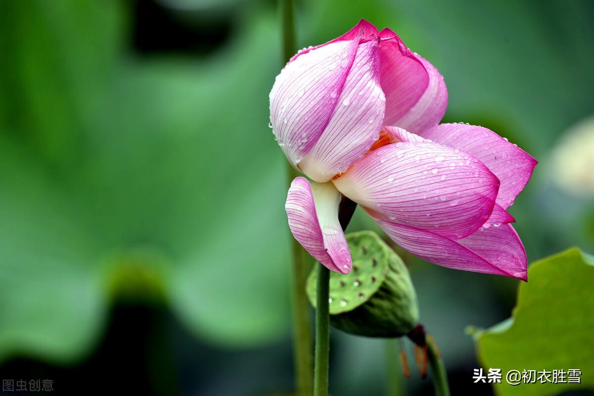 初秋秋思古诗六首鉴赏（洛阳城里见秋风，夜来秋气满人间）