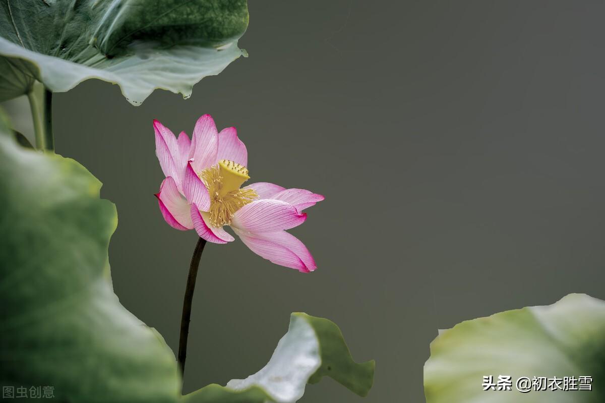 秋荷红衣优美诗词六首（露白莲衣浅，红荷落故衣）