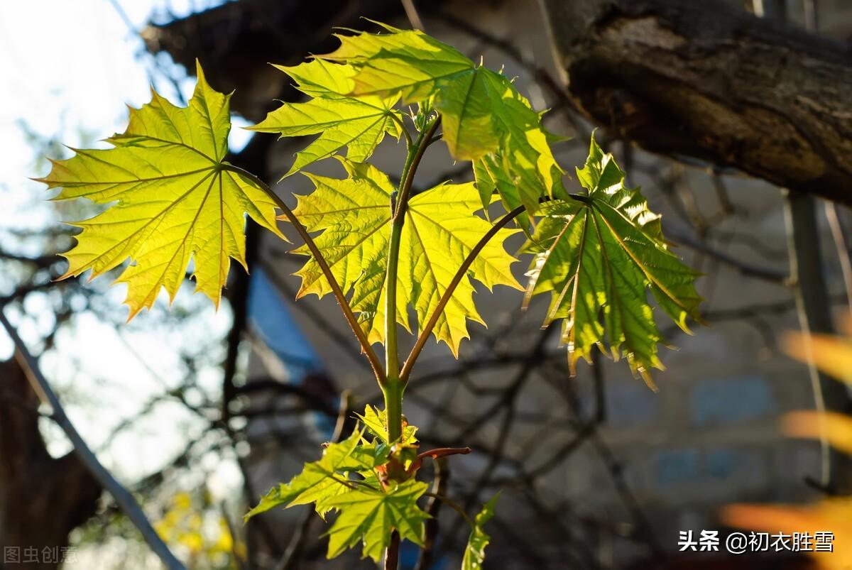 杨万里经典诗词有哪些（杨万里秋暑秋热古诗四首）