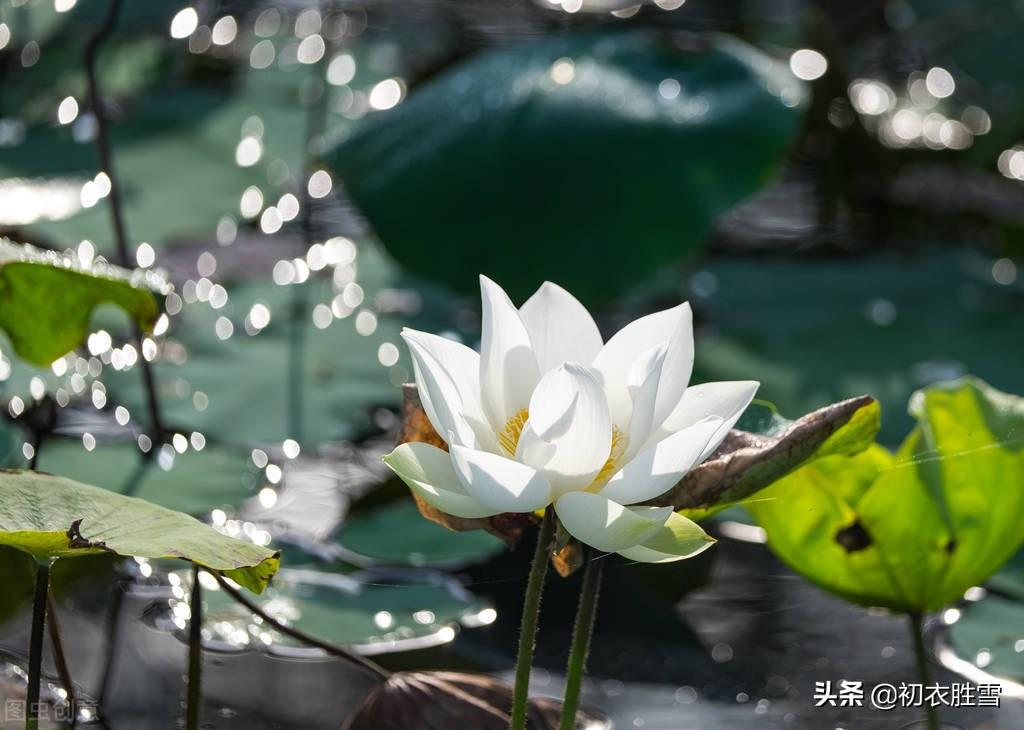 荷花经典诗词的寓意（唯美秋水荷花七首）