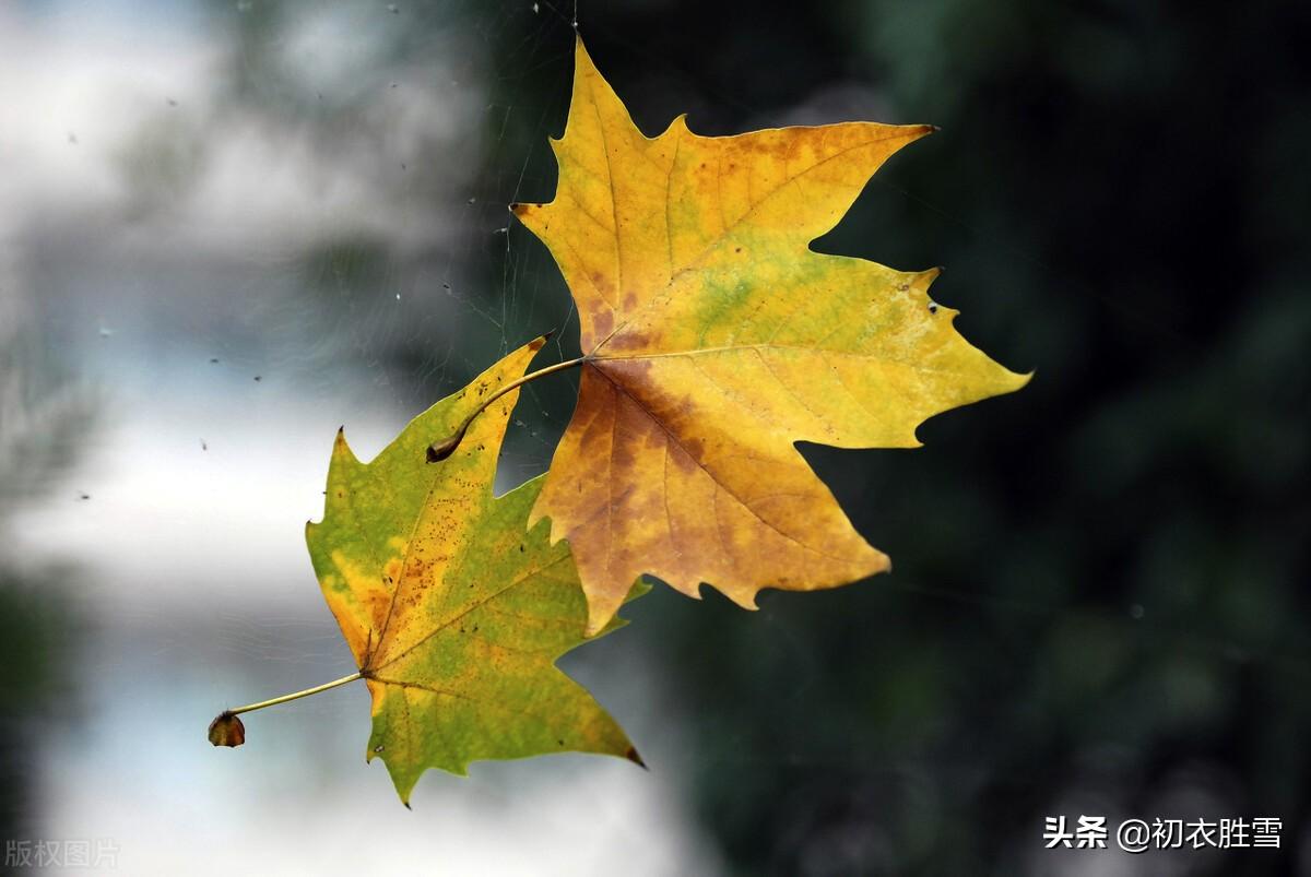 纳兰性德七夕词三首赏读（当时七夕记深盟，不许孤眠不断肠）