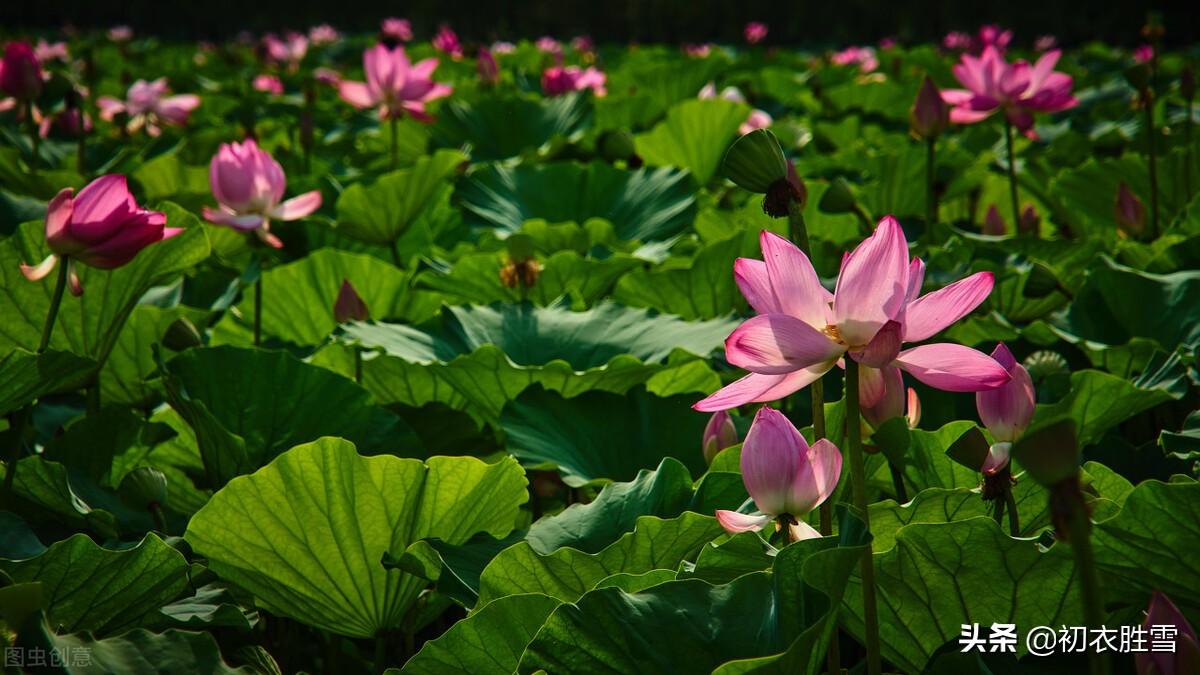 早秋绚烂荷花诗词六首鉴赏（万柄参差水中立，叶叶红衣当酒船）