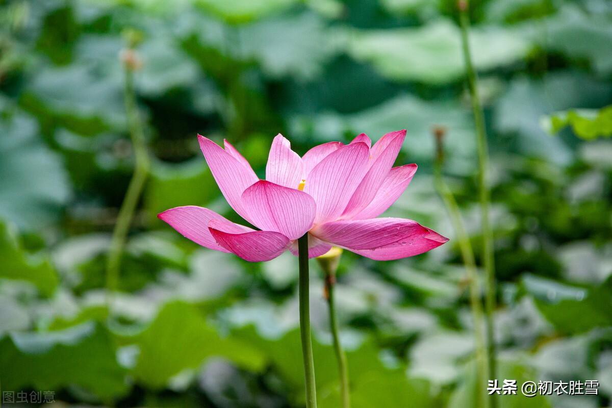 新秋诗词美句五首（新秋折藕花，凉月报新秋）