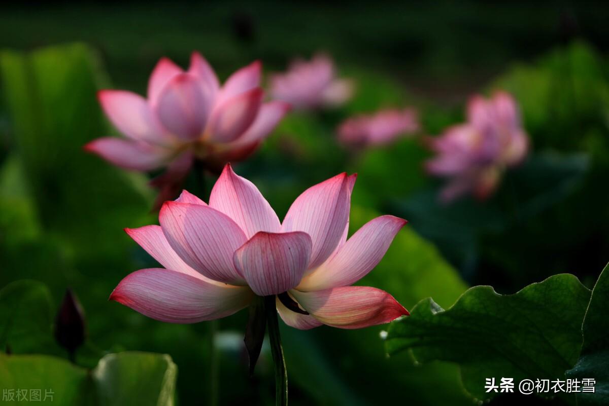 立秋节气荷花诗五首（藕花香冷水风情，小桥划水剪荷花）