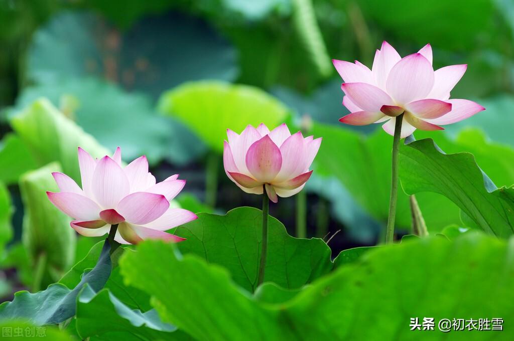 立秋节气荷花诗五首（藕花香冷水风情，小桥划水剪荷花）