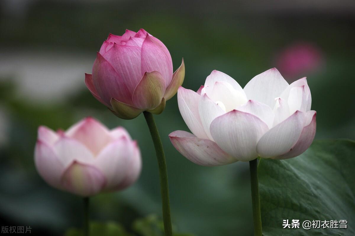 立秋节气荷花诗五首（藕花香冷水风情，小桥划水剪荷花）