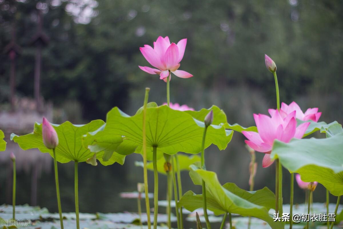 秋水荷花七首诗词古句（芙蕖耐夏复宜秋，艳妆临水最相宜）