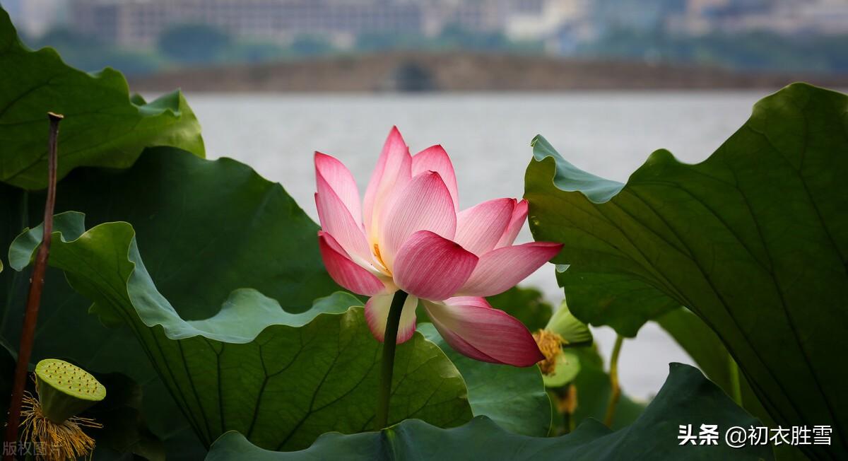 秋水荷花七首诗词古句（芙蕖耐夏复宜秋，艳妆临水最相宜）