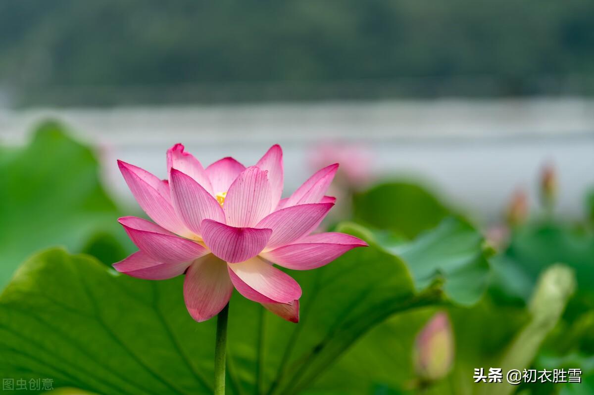 秋水荷花七首诗词古句（芙蕖耐夏复宜秋，艳妆临水最相宜）