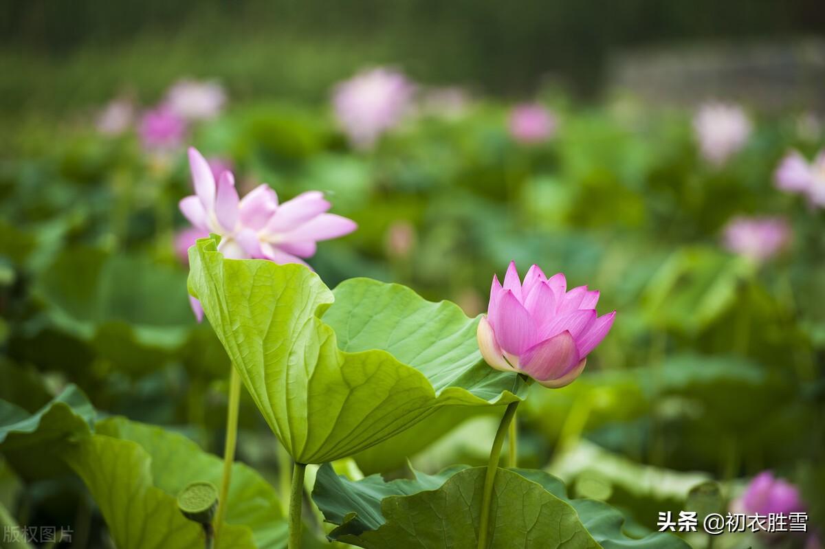 晚夏西风五首古诗词赏读（少女风吹半入林，遥见枝头少女风）