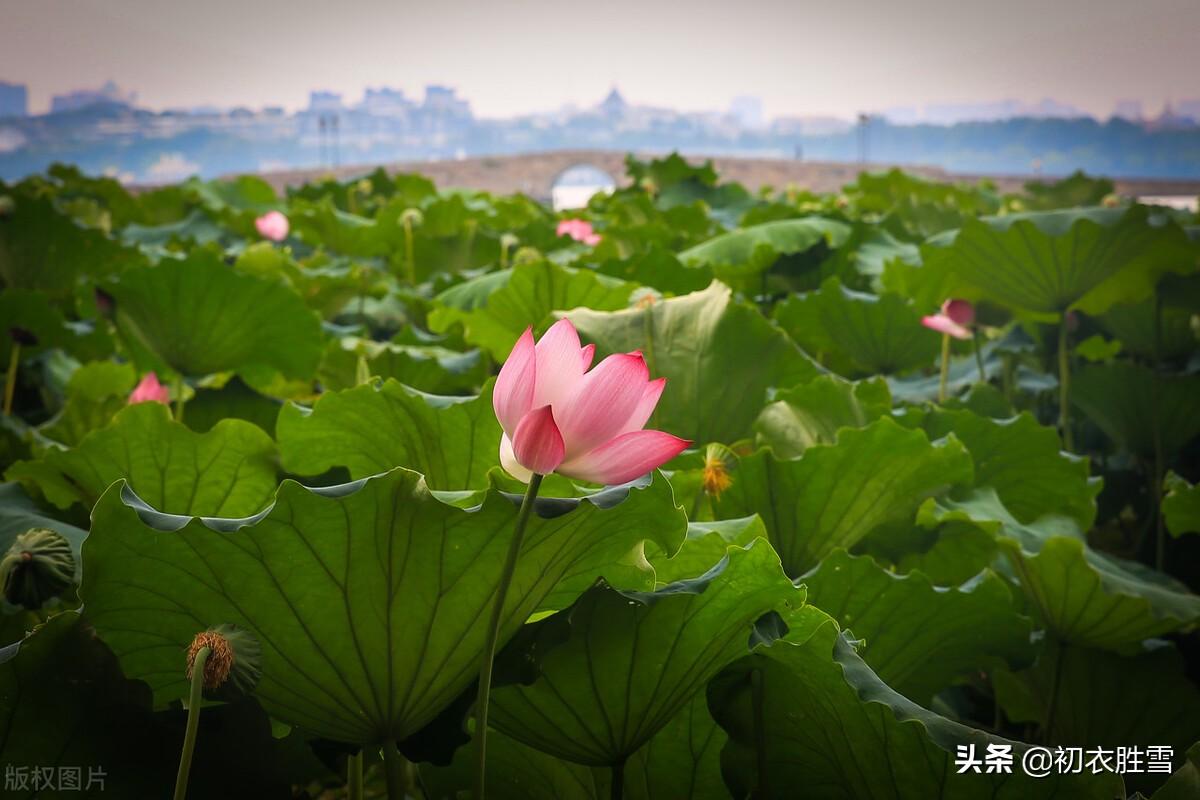 日出江花红胜火，映日荷花别样红（西湖荷花诗词五首）