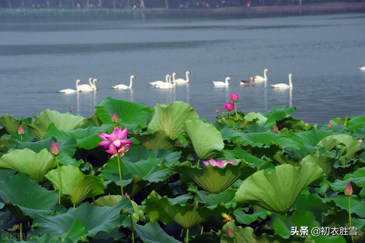 日出江花红胜火，映日荷花别样红（西湖荷花诗词五首）