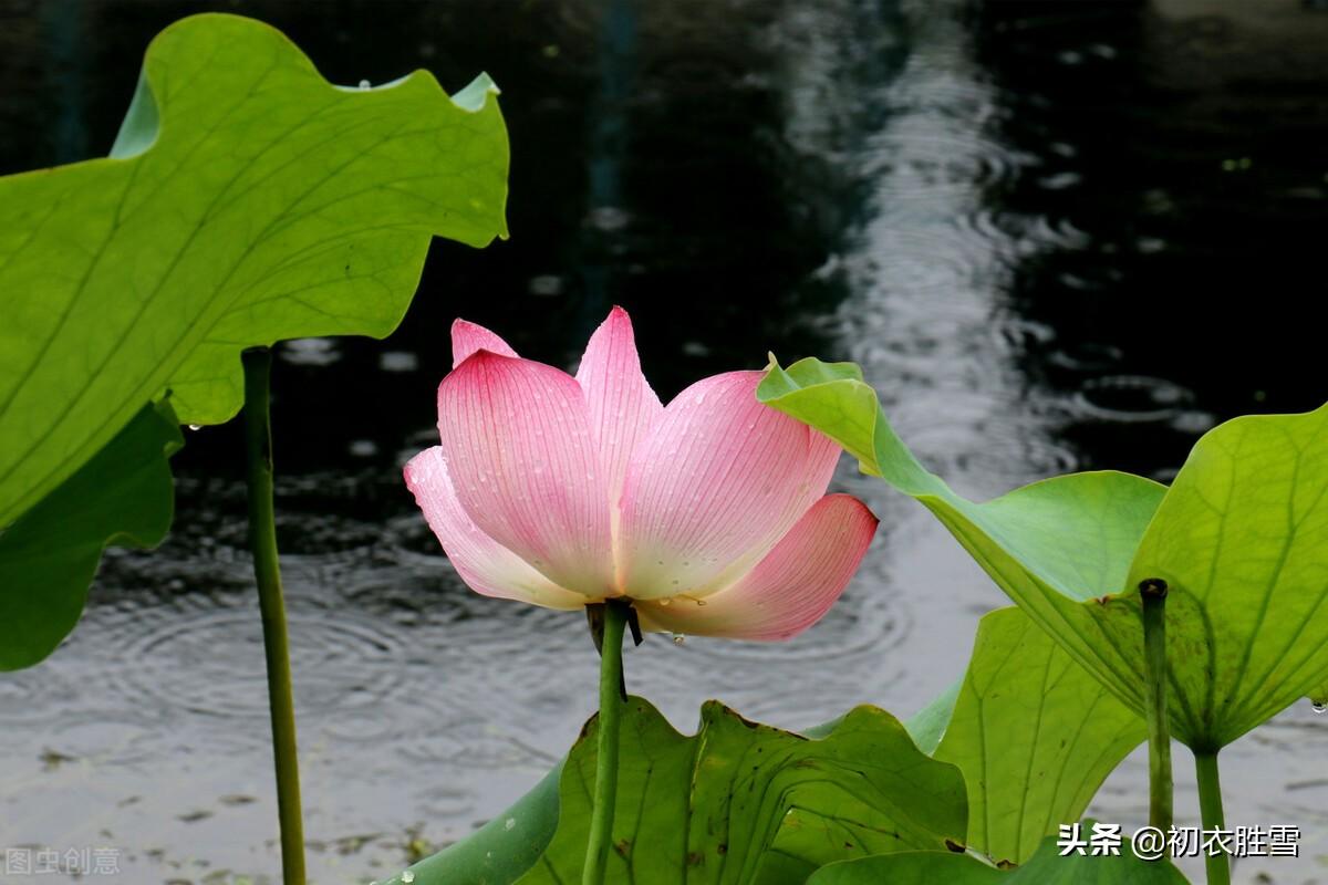 日出江花红胜火，映日荷花别样红（西湖荷花诗词五首）