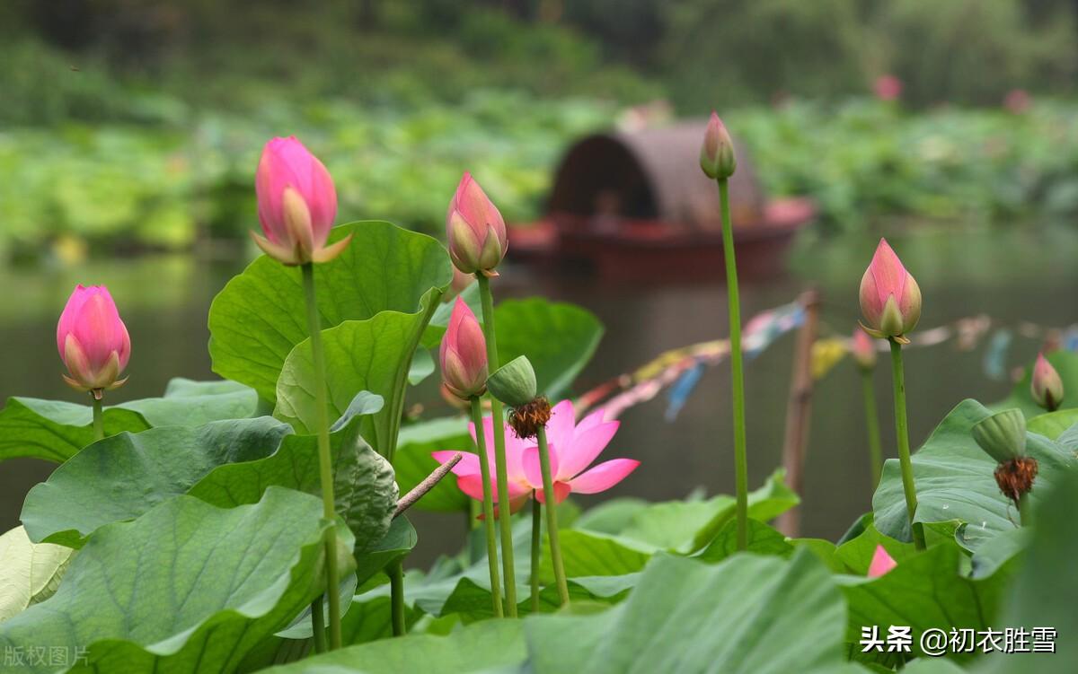 日出江花红胜火，映日荷花别样红（西湖荷花诗词五首）