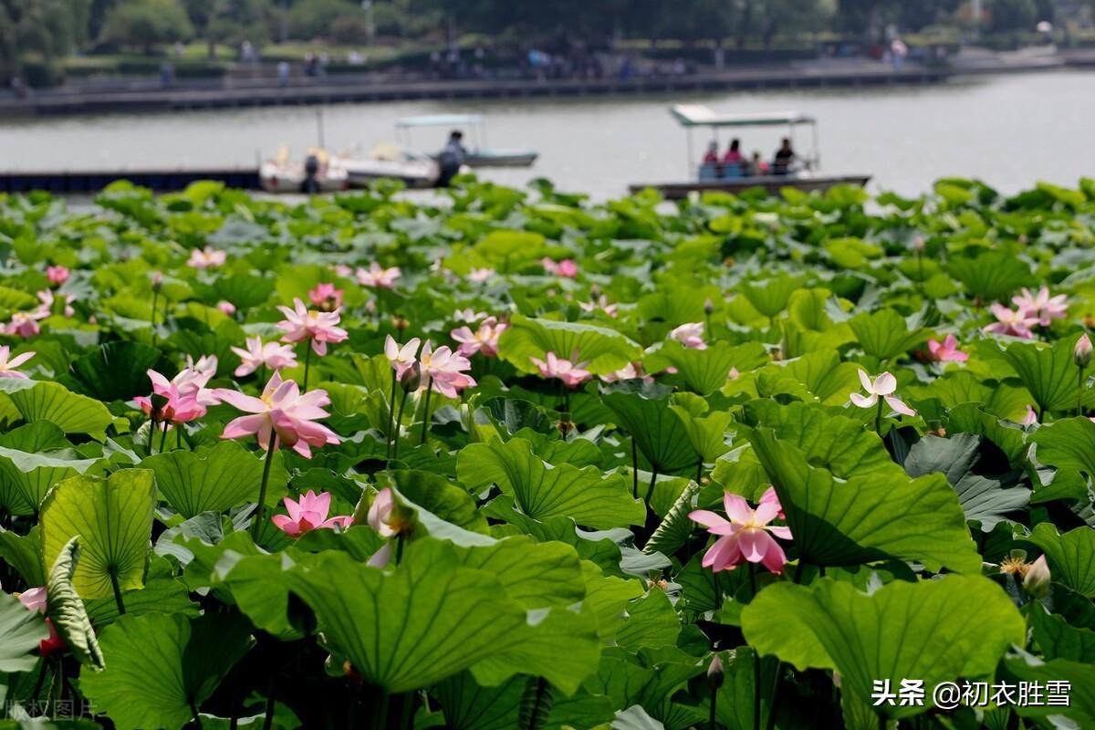 日出江花红胜火，映日荷花别样红（西湖荷花诗词五首）