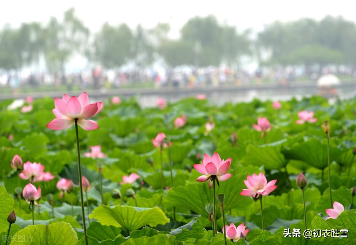 日出江花红胜火，映日荷花别样红（西湖荷花诗词五首）