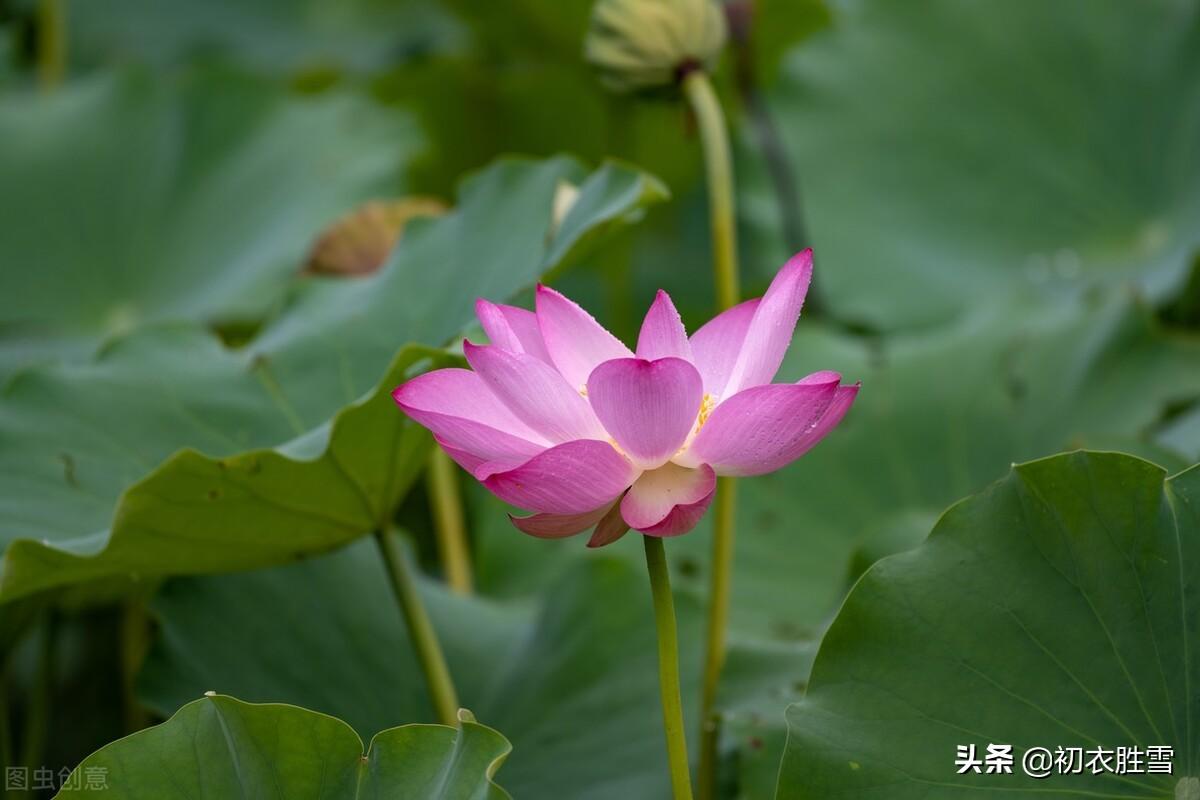 王维荷花古诗词五首（红莲落故衣，畏湿红莲衣）