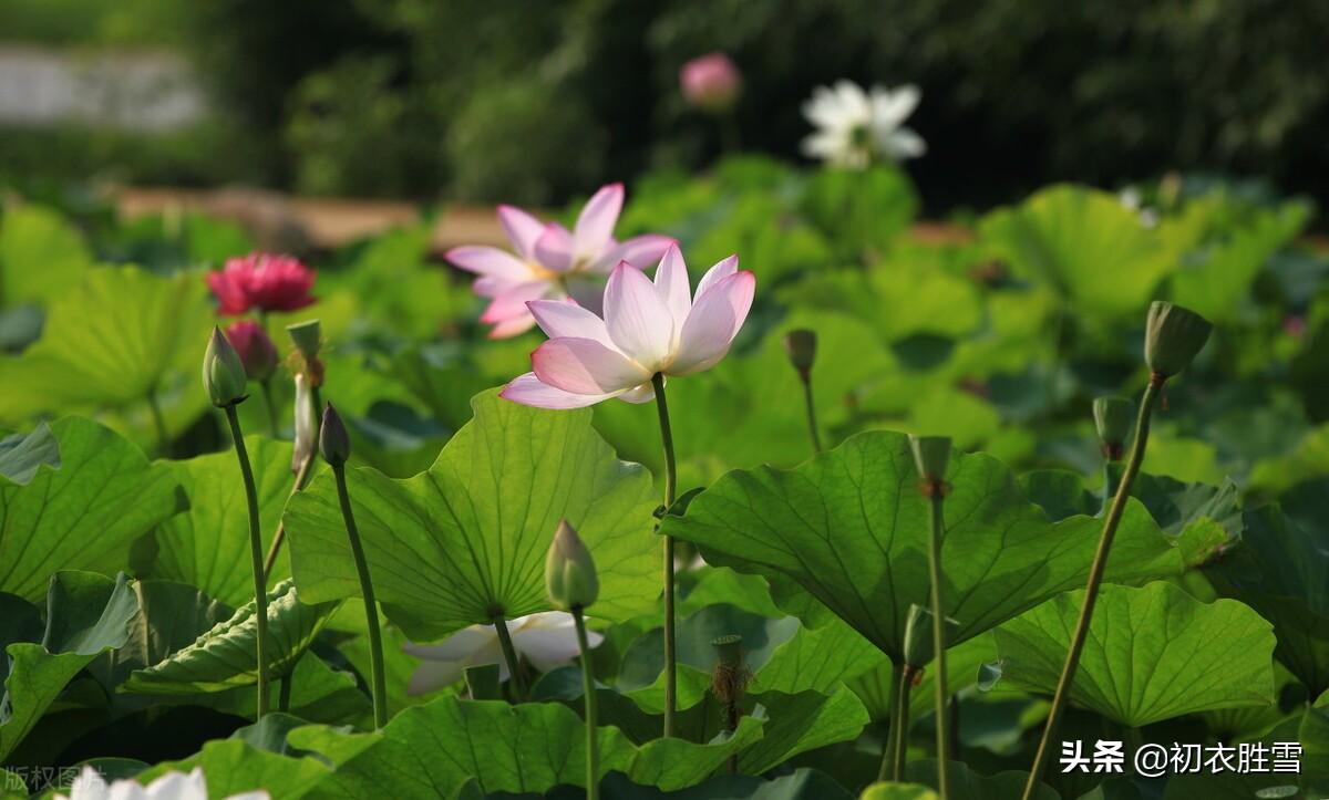 王维荷花古诗词五首（红莲落故衣，畏湿红莲衣）