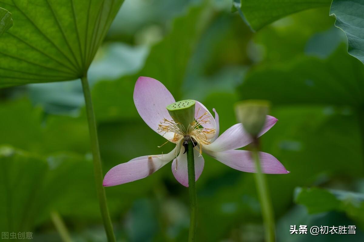 王维荷花古诗词五首（红莲落故衣，畏湿红莲衣）