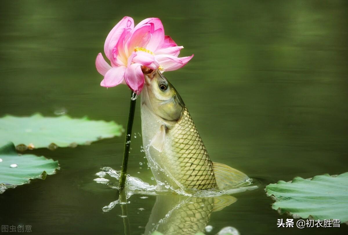 王维荷花古诗词五首（红莲落故衣，畏湿红莲衣）