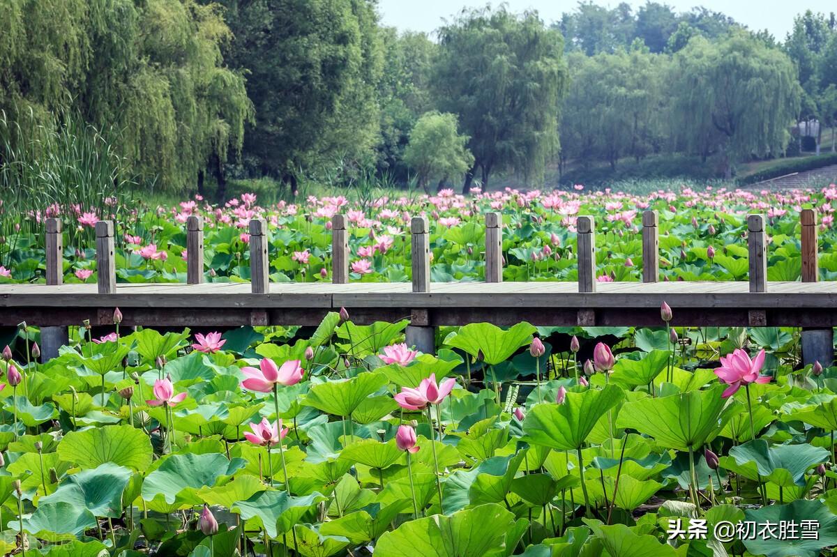 壮阔荷花胜景五首古诗（一色藉花三十里，酣红腻绿三千顷）