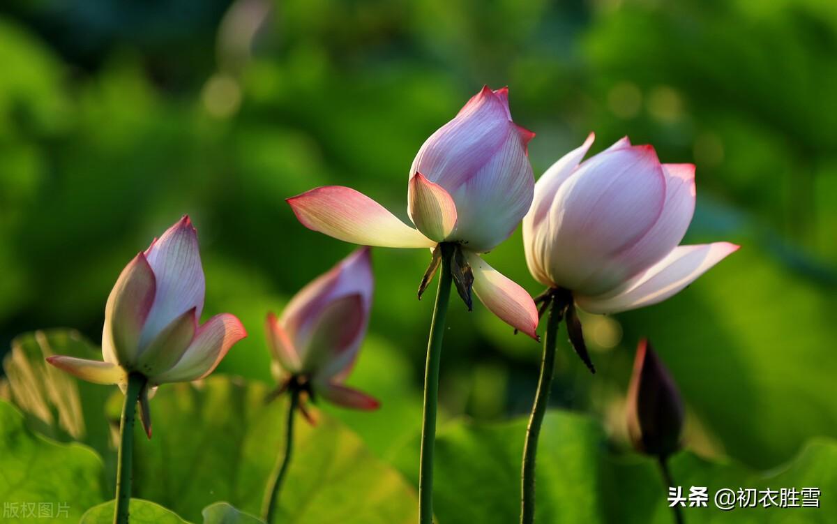 壮阔荷花胜景五首古诗（一色藉花三十里，酣红腻绿三千顷）