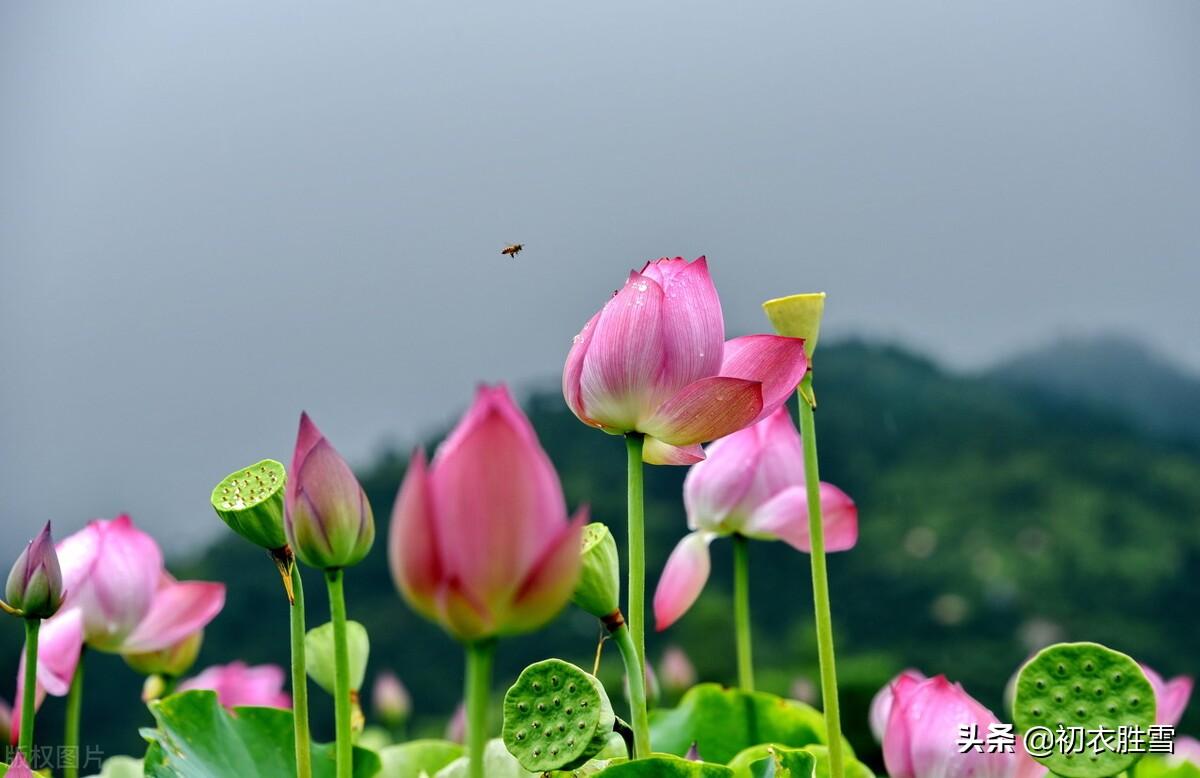 壮阔荷花胜景五首古诗（一色藉花三十里，酣红腻绿三千顷）