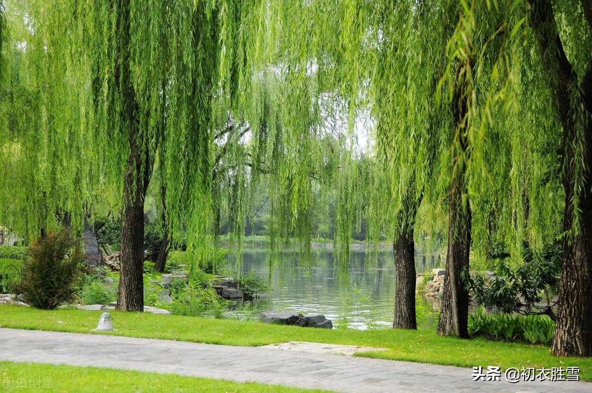 夏柳诗词名句有哪些（夏柳诗词七首）