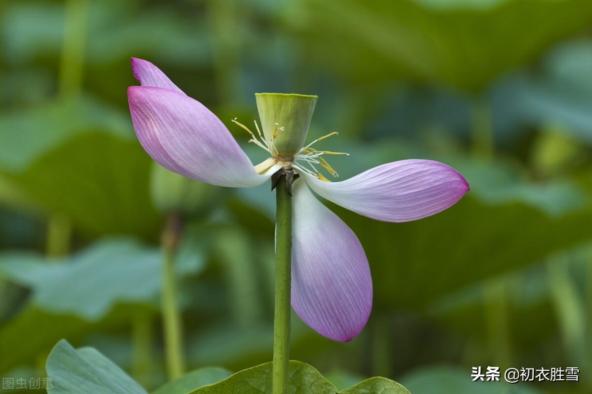 落片自成船，走遍水中天（荷花花瓣落花五首）