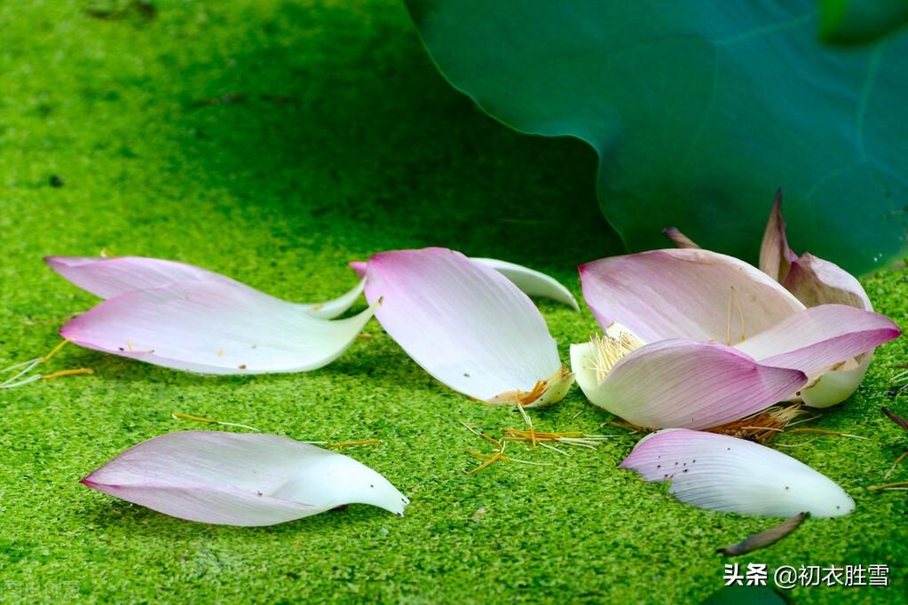 落片自成船，走遍水中天（荷花花瓣落花五首）