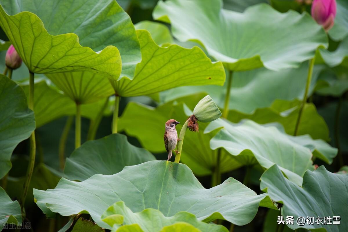 爱莲尽爱花，而我独爱叶（荷叶优美六首鉴赏）