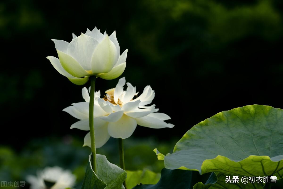 白荷花古诗六首鉴赏（白白芙蓉花，捧出碧波心）