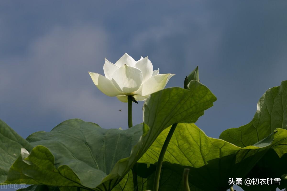 白荷花古诗六首鉴赏（白白芙蓉花，捧出碧波心）