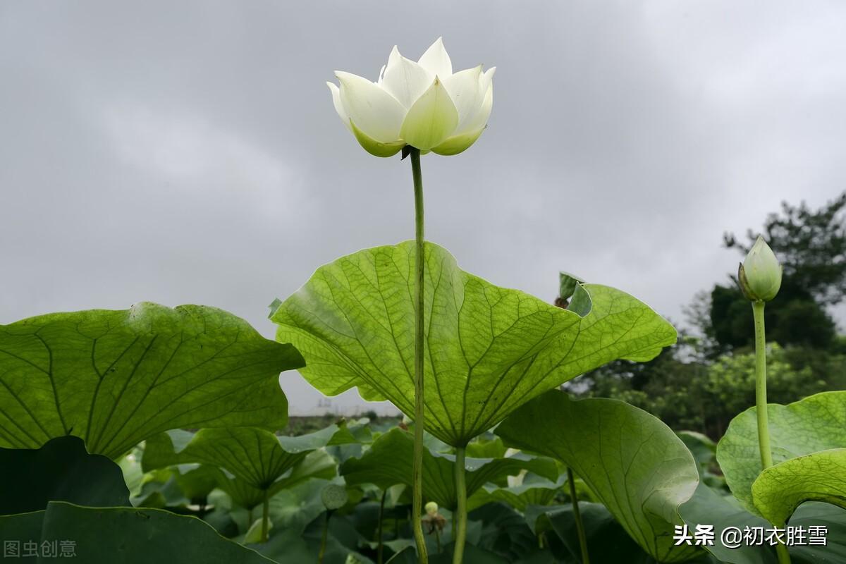 白荷花古诗六首鉴赏（白白芙蓉花，捧出碧波心）