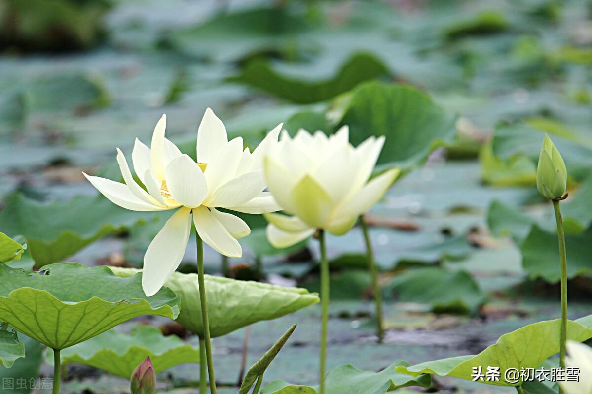 白荷花古诗六首鉴赏（白白芙蓉花，捧出碧波心）