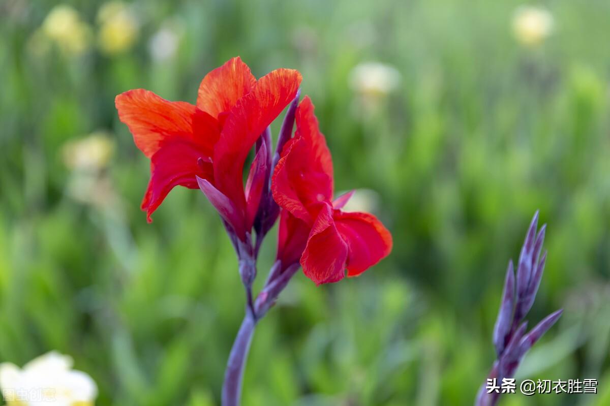 郁蒸仲暑月，芙蓉未成莲（小暑节气古诗六首）