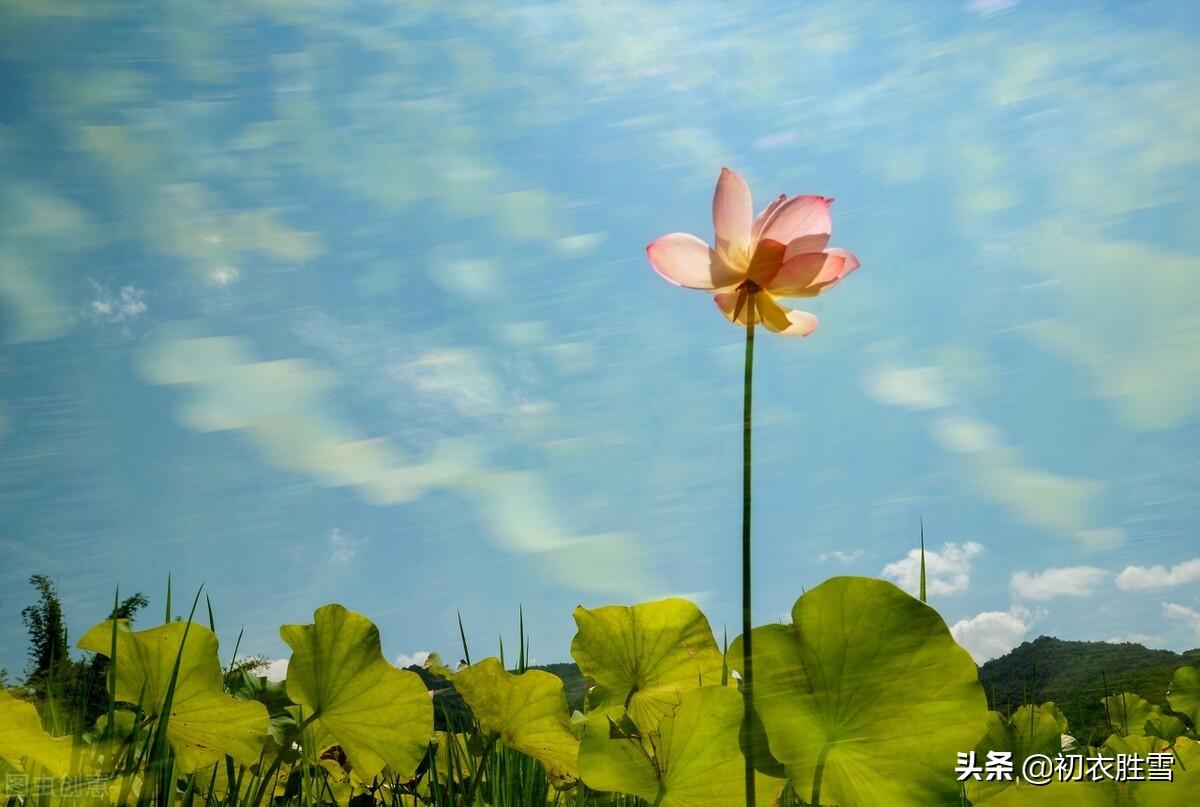 郁蒸仲暑月，芙蓉未成莲（小暑节气古诗六首）