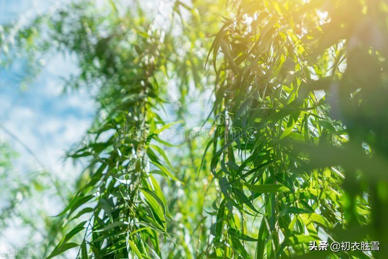 郁蒸仲暑月，芙蓉未成莲（小暑节气古诗六首）