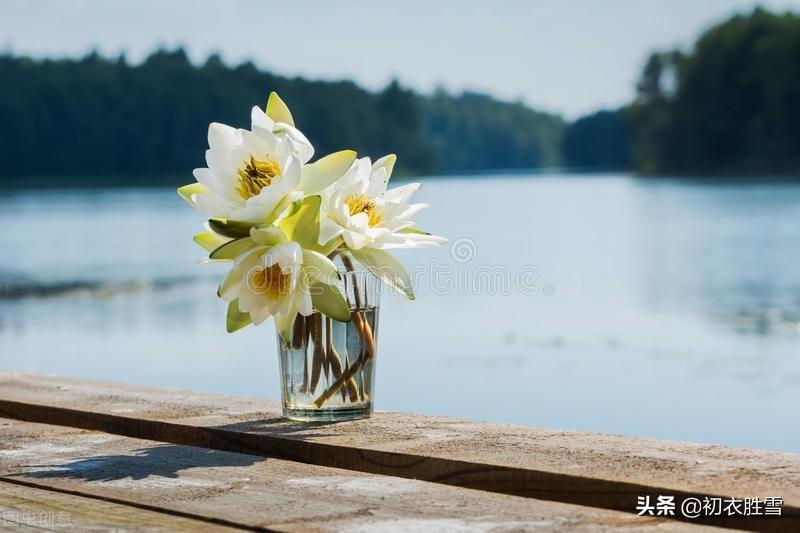 郁蒸仲暑月，芙蓉未成莲（小暑节气古诗六首）