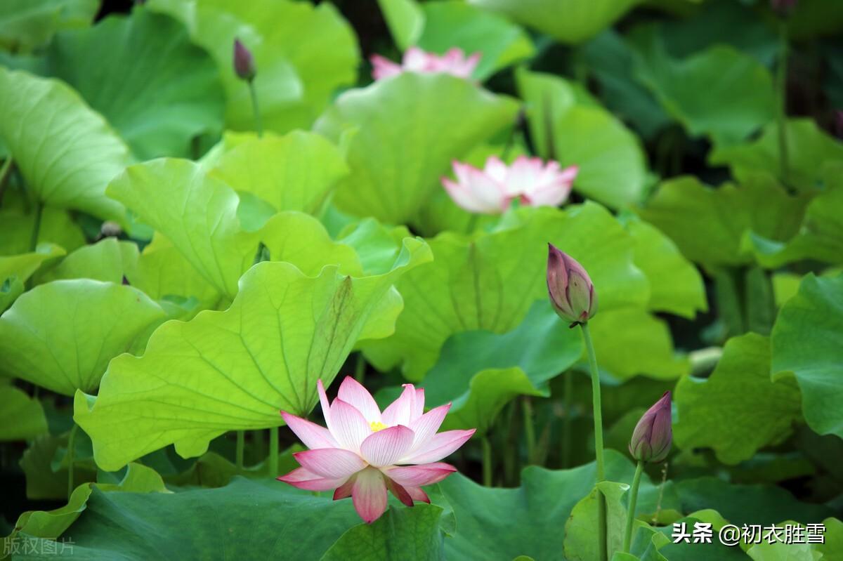 荷花诗词名句精选（赏读清朝荷花诗四首）