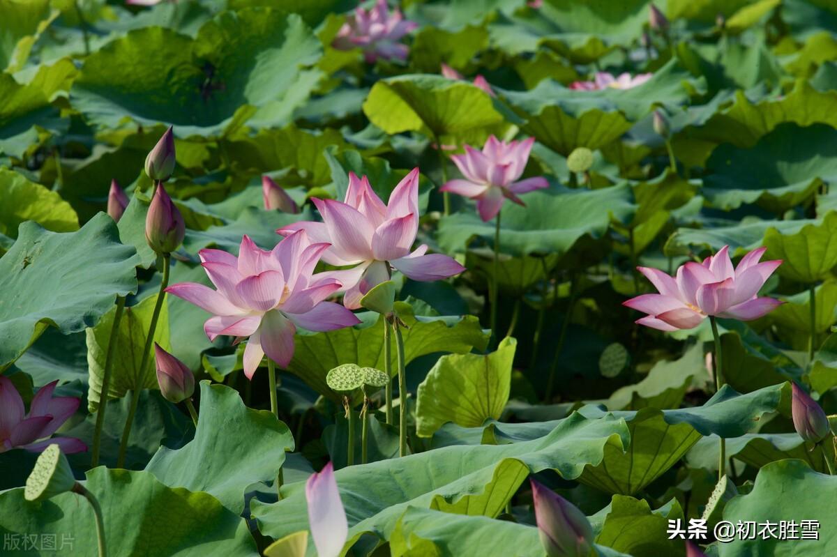 陆游荷花诗六首赏读（犹嫌翠盖红妆句，何况人言似六郎）