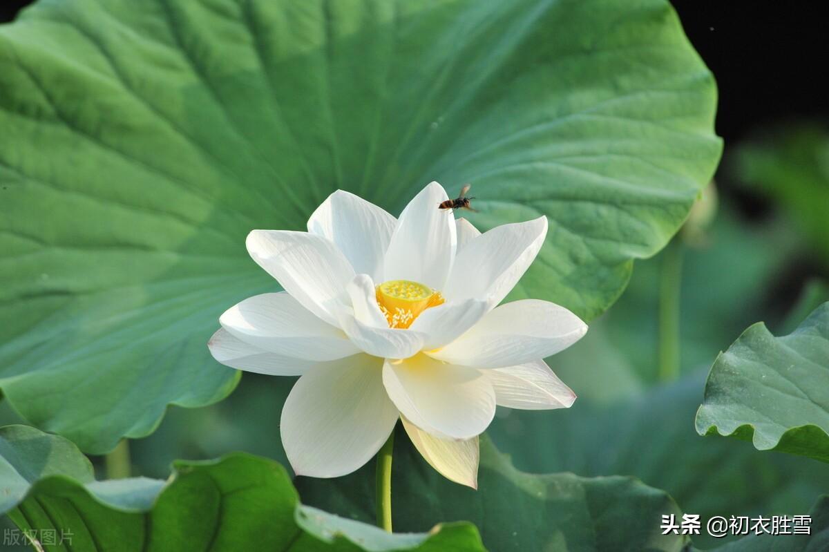 白居易白莲花六首鉴赏（先问江南物在耶，回头点检白莲花）