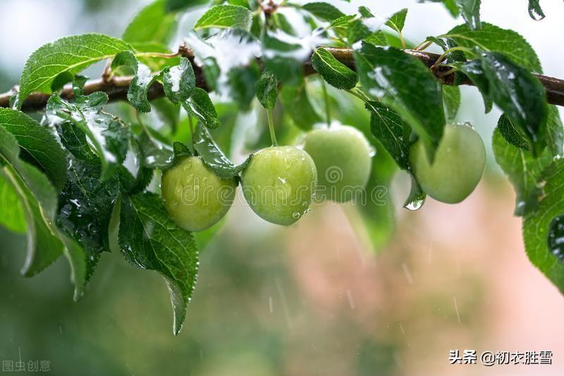 梅雨无时下，幽草上墙生（六首古诗中的盛夏梅雨）