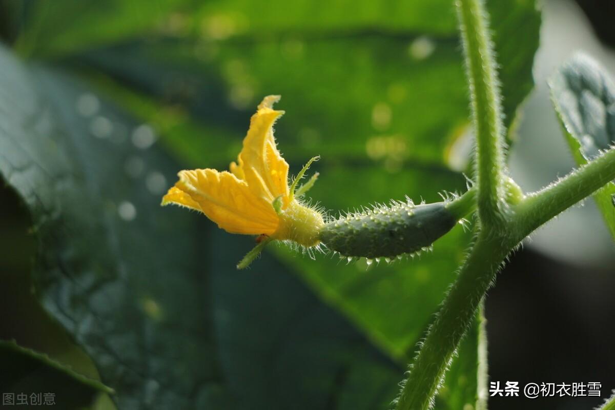 梅雨无时下，幽草上墙生（六首古诗中的盛夏梅雨）