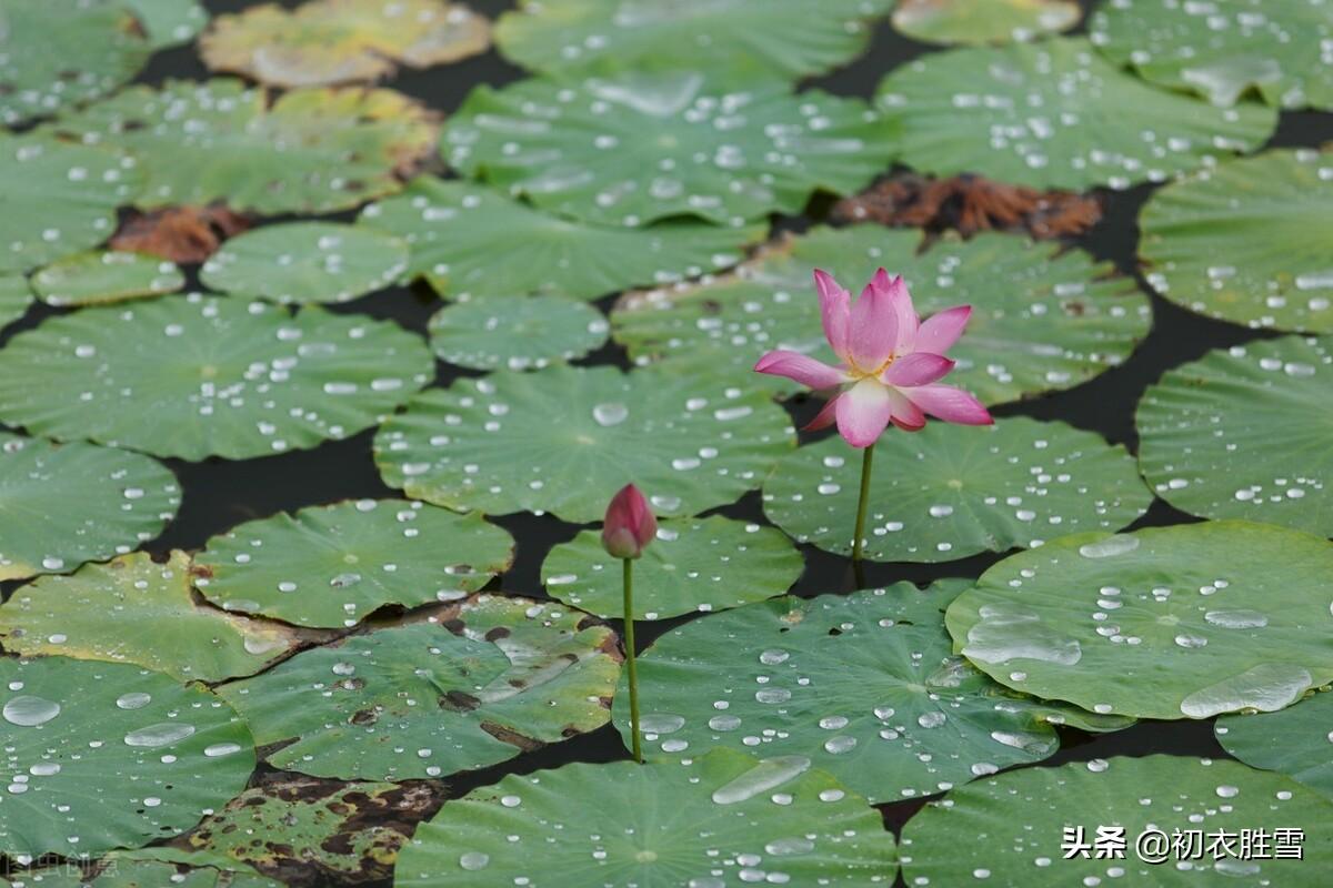 梅雨无时下，幽草上墙生（六首古诗中的盛夏梅雨）